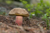 20120803_105524 Boletus edulis subspecie pinicola - Porcino Brisa Nera.jpg